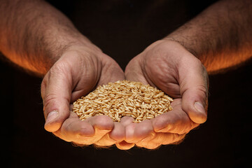 Close up of male hands holding small amount of wheat seeds. Lack of food and hunger concept