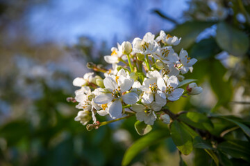 Mexican orange blossom in spring