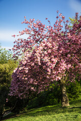 Japanese cherry blossom in spring