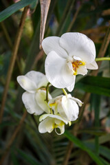 Naklejka na ściany i meble Orchid flower, Phalaenopsis Amabilis