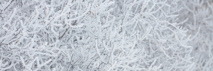 Snow and rime ice on the branches of bushes. Beautiful winter background with trees covered with hoarfrost. Plants in the park are covered with hoar frost. Cold snowy weather. Cool frosting texture.