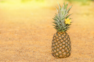 Pineapple with a yellow flower stands on the sand on the beach under the rays of the sun