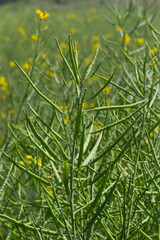 Rapeseeds flowering field. Blooming canola flowers close up. yellow colza oilseeds farming . Brassica napus blooming landscape. Green energy. Rapeseed crops