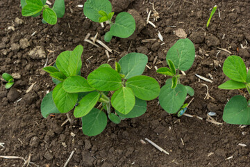 Fresh green soy plants on the field in spring. Rows of young soybean plants