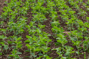 Fresh green soy plants on the field in spring. Rows of young soybean plants