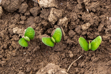 Fresh green soy plants on the field in spring. Rows of young soybean plants