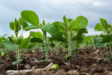 Fresh green soy plants on the field in spring. Rows of young soybean plants