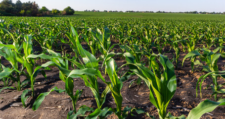Closeup of green corn sprouts planted in neat rows against a blue sky. Copy space, space for text. Agriculture