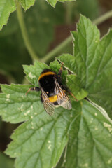 Close-up of Bumble bee resting on a green leaf. Bombus insect