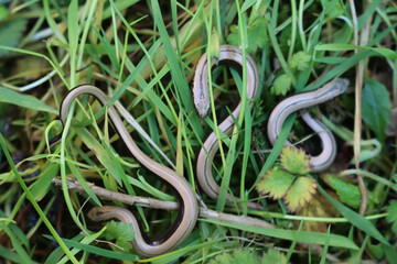 Baby cub slowworms on green grass on a sunny day. Anguis fragilis