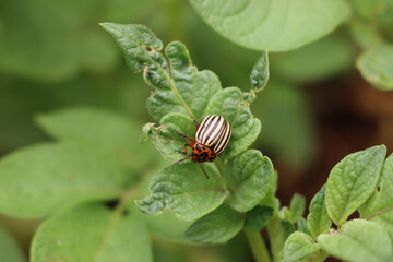 Colorado potato beetle eats potato leaves. Leptinotarsa decemlineata