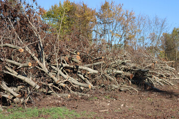 Deforested area in a forest with cutted trees in northern Italy on a sunny day