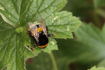 Close-up of Bumble bee resting on a green leaf. Bombus insect