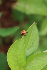Colorado potato beetle eats potato leaves. Leptinotarsa decemlineata