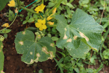 Close-up of Colletotrichum orbiculare or anthracnose of cucurbits .Cucumber plant with disease in the vegetable garden. Cucumber leaf with brown spot