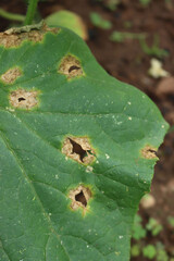 Close-up of Colletotrichum orbiculare or anthracnose of cucurbits .Cucumber plant with disease in the vegetable garden. Cucumber leaf with brown spot