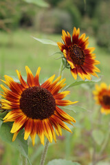Red and yellow "Ring of fire"sunflower in bloom in the garden. Helianthus annuus