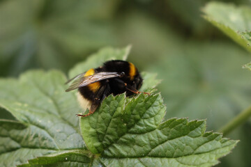 Close-up of Bumble bee resting on a green leaf. Bombus insect