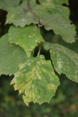 Close-up of green hazelnut leaves with gray spots damaged by Oidium sp. fungus disease. Powdery mildew. Corylus avellana tree with disease
