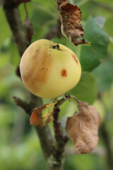 Rotten apple damaged by disease on the tree in the orchard. Apple fruit with brown spots. Fungal Disease Monilia fructigena on apple fruit