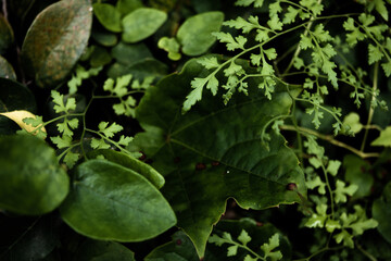 Vine-like fern leaf on dark green ivy leaves, close-up 6