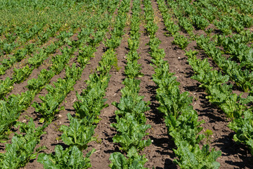 Fototapeta na wymiar Agricultural scenery of of sweet sugar beet field. Sugar beets are young. Sugar beet field