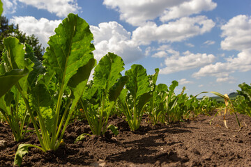 Agricultural scenery of of sweet sugar beet field, with blue sky background. Selective focus.