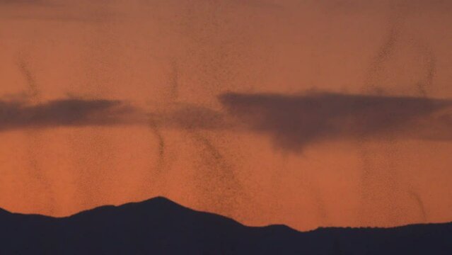Swarms of midge flies filling the sky at dusk over Utah Lake during the summer heat.