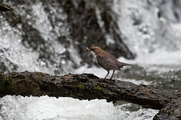 Wasseramsel