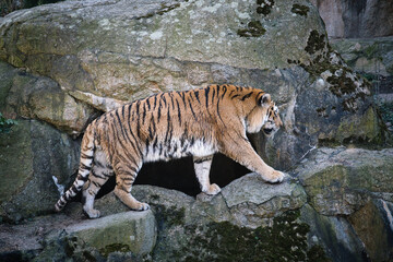 Siberian tiger. Elegant big cat. endangered predator. white,black,orange striped fur