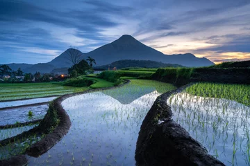 Papier Peint photo Mont Fuji Paddy Field around Mount Penanggungan