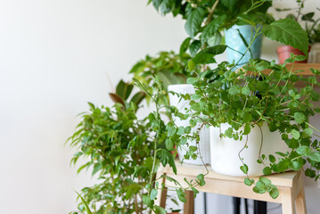 Apartment corner with many home plants in different pots on table, chairs and floor. Home garden