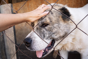 hand strokes the dog in the aviary. large dog