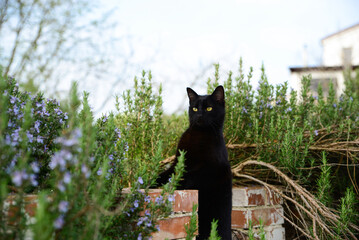 Beautiful black cat on old brick fence among blooming plants