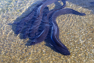 Several longfin eels in tshallow water at Lake Rotoiti in New Zealand