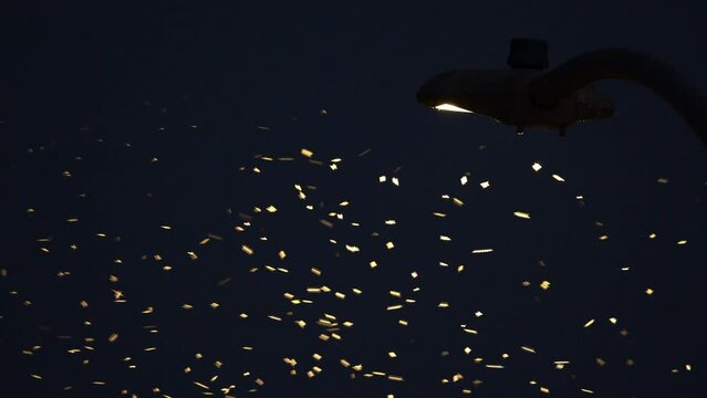 Zoomed view of midge flies attracted to street light at Utah Lake State Park on hot summer evening.