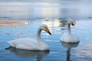 凍った池にいる二羽の白鳥
