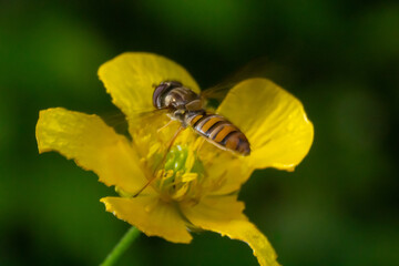 Marmalade Hoverfly, Episyrphus balteatus, distinctive orange black pattern, resting on yellow flower, green background