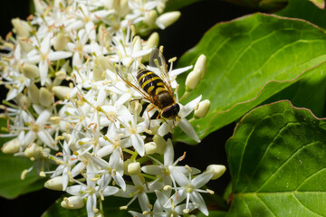 A macro shot of a female hoverfly, Syrphus species, seen in August