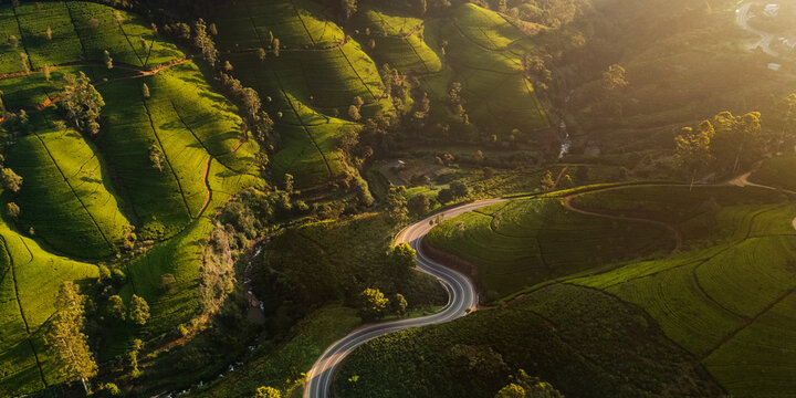 Aerial drone view of scenery road through green mountains hills and tea plantations. High quality photo. Green tea fields for background or banner