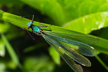 Banded demoiselle, Calopteryx splendens, sitting on a blade of grass. Beautiful blue demoiselle in its habitat. Insect portrait with soft green background. Wildlife scene from nature