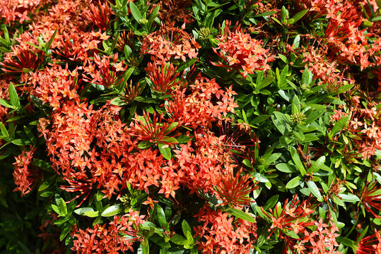 Ixora flower the west indian jasmine growing in Nha Trang Vietnam