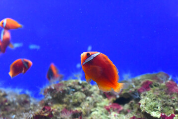 Fototapeta na wymiar Tomato clownfish in aquarium close-up