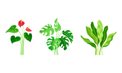 Fototapeta na wymiar Tropical plants and flowers set. Exotic floral design elements cartoon vector illustration