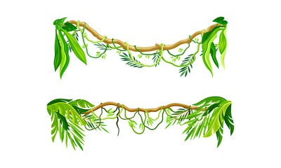 Liana, creeper jungle plant set. Green winding branches, tropical rainforest element cartoon vector illustration