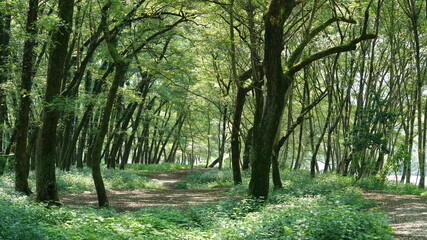 The beautiful woods view with the green trees and countryside road in summer