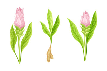 Fototapeta na wymiar Blooming aromatic herbal ginger plant with green leaves and flowers set vector illustration