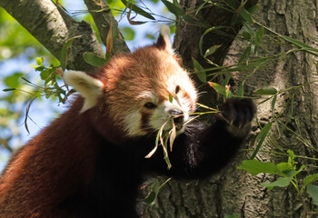 Firefox, the Red Panda (Ailurus fulgens), eating