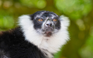 Naklejka premium Black-and-white ruffed lemur - Varecia variegata subcincta