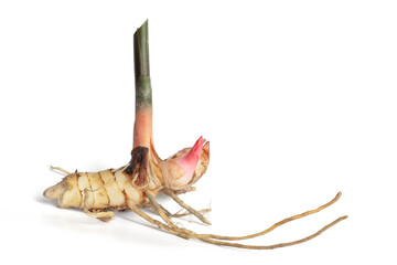 Galangal or Alpinia galanga rhizome with root is a Thai herb isolated on white background included clipping path.